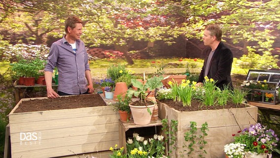 NDR Gartenexperte Peter Rasch und DAS!-Moderator Hinnerk Baumgarten im Studio vor einem großen Pflanzenkübel. © Screenshot 