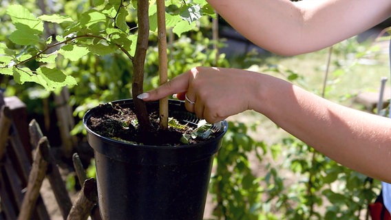 Garten-Doc Lisa Willers zeigt, welche Tiefe die Hainbuche nicht verträgt. Garten-Doc Lisa Willers zeigt, welche Tiefe die Hainbuche nicht verträgt. © NDR/nonfiction planet