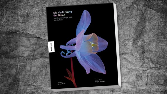 Buchcover: Craig P. Burrows - Die Verführung der Biene © Knesebeck Verlag 
