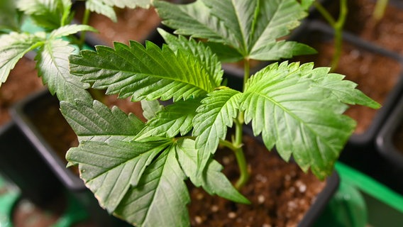 Setzlinge von Cannabispflanzen © picture alliance Foto: Sven Simon / Frank Hoermann