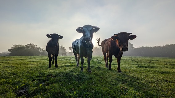Mehrere Kühe stehen nebeneinander auf einer Weide. © Jana Hobe Foto: Jana Hobe