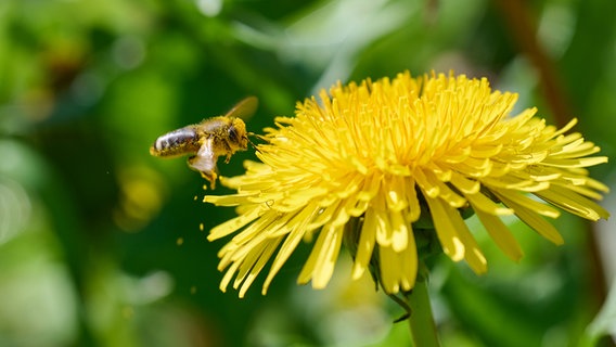 Eine Biene in Nahaufnahme, die mit Pollen behangen ist und auf einen Löwenzahn fliegt. © Werner Wegner Foto: Werner Wegner