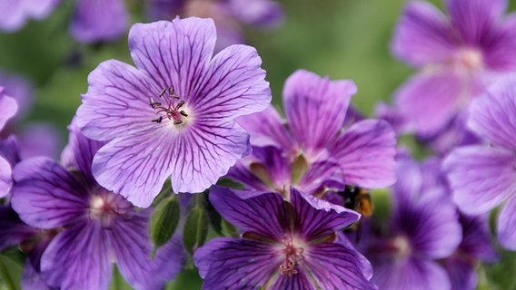 Wiesen-Storchschnabel © Fotolia.com Foto: S. Fischer
