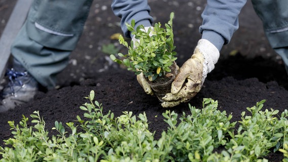 Ein Mann pflanzt Ilex crenata © imago/biky 